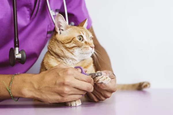 Врач-ветеринар стрижет ногти кошки . — стоковое фото