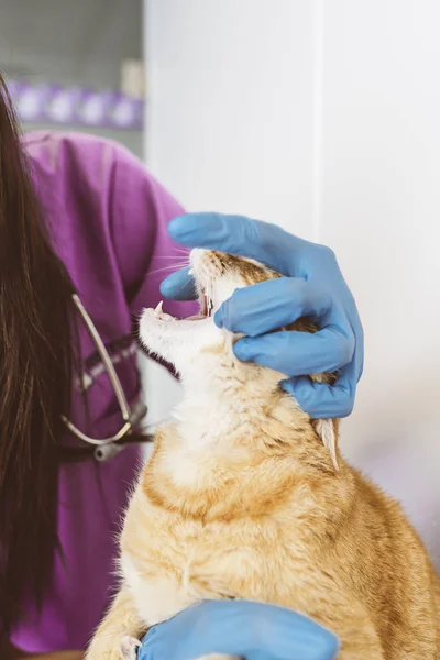 पशु चिकित्सक एक प्यारा सुंदर बिल्ली की जांच कर रहा है — स्टॉक फ़ोटो, इमेज
