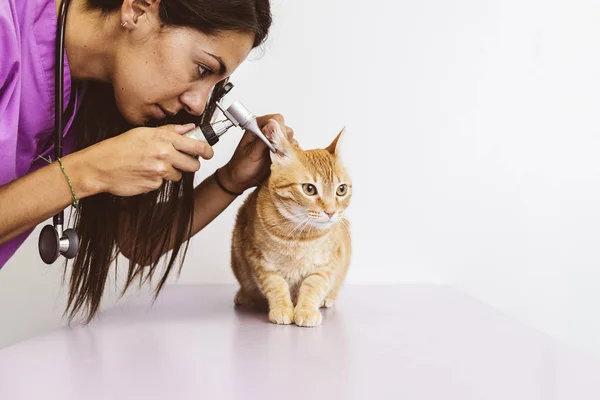 Veterinærlegen sjekker en søt, vakker katt. – stockfoto