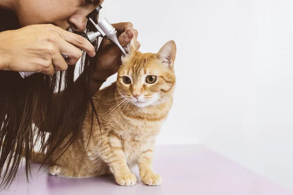 Veterinærlegen sjekker en søt, vakker katt. – stockfoto