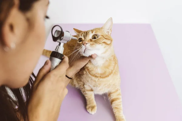 Veterinario médico está haciendo un chequeo de un lindo hermoso gato — Foto de Stock