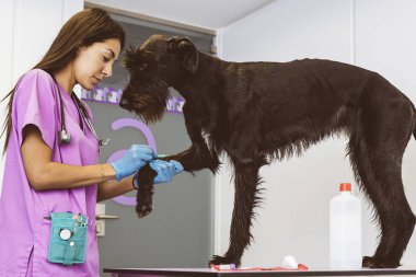 Veteriner Doktor bir onay şirin bir güzel köpek uyduruyor