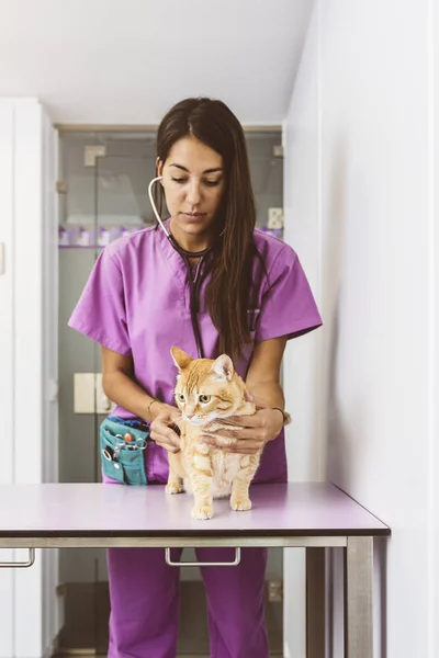 Veterinario médico está haciendo un chequeo de un lindo hermoso gato — Foto de Stock