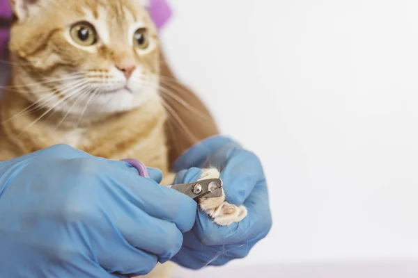 Médico veterinario recortando las uñas del gato . —  Fotos de Stock