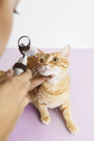 Veterinario médico está haciendo un chequeo de un lindo hermoso gato —  Fotos de Stock