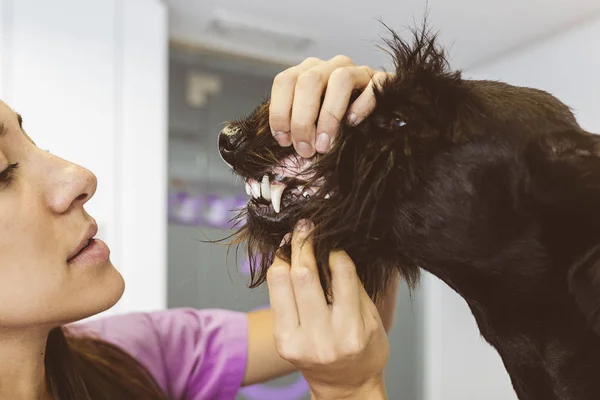 Veterinární lékař se skládáním šek roztomilý krásný pes — Stock fotografie
