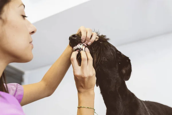 Veterinär läkare gör en check av en söt vacker hund — Stockfoto