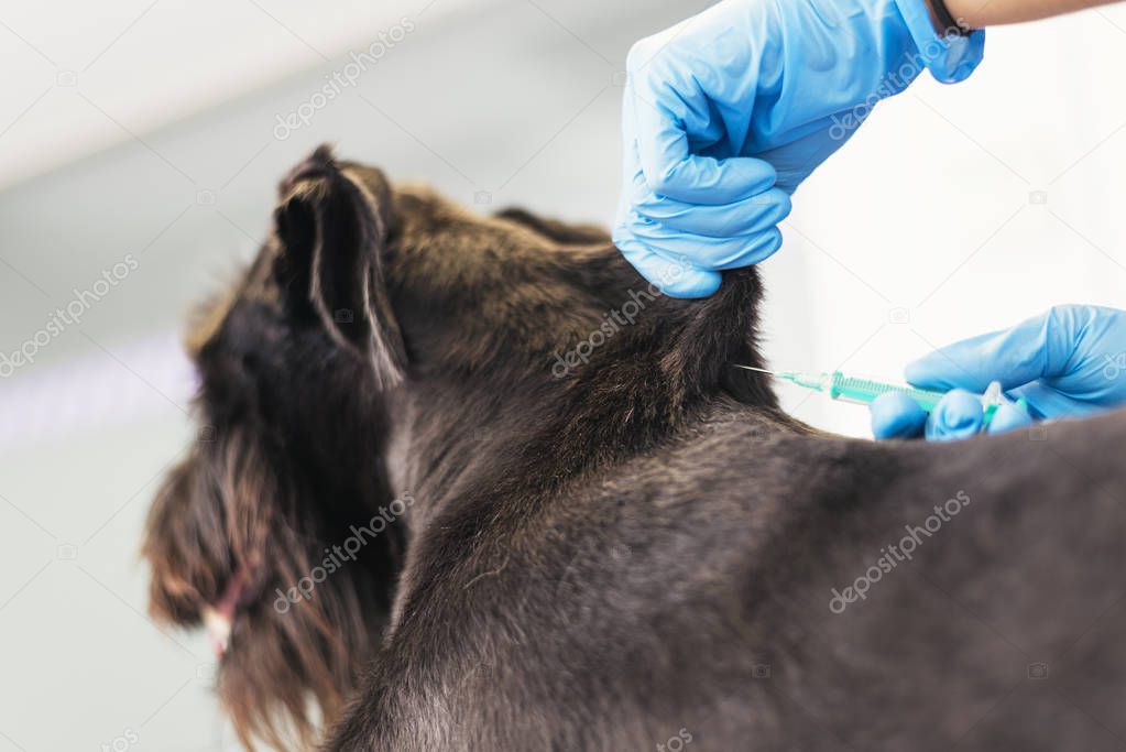 Veterinarian putting a vaccine on a dog.