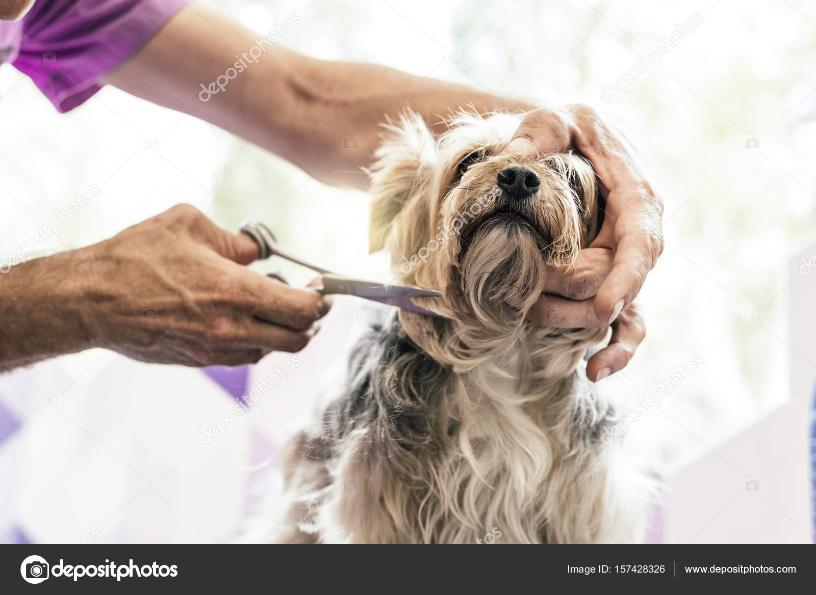 Гигиеническая стрижка собак. Йоркширский терьер стрижка ушей. Груминг салон. Стрижка йорка. Парикмахер для животных.