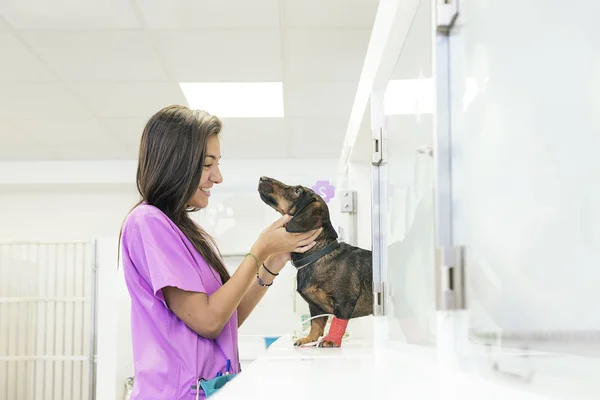 Veterinário médico abraçando um belo cão . — Fotografia de Stock