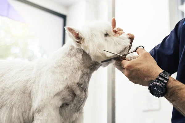 Aseo un perrito . —  Fotos de Stock