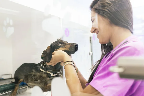 아름 다운 개를 포옹 수 의사 의사. — 스톡 사진