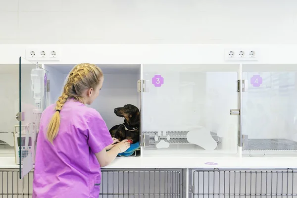 Veterinário médico abraçando um belo cão . — Fotografia de Stock