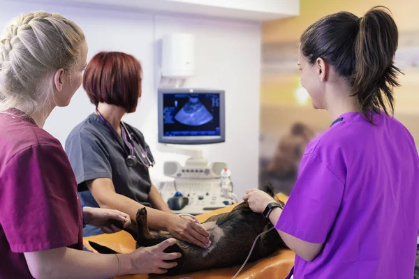 Veterinaire team artsen die werkzaam zijn. — Stockfoto