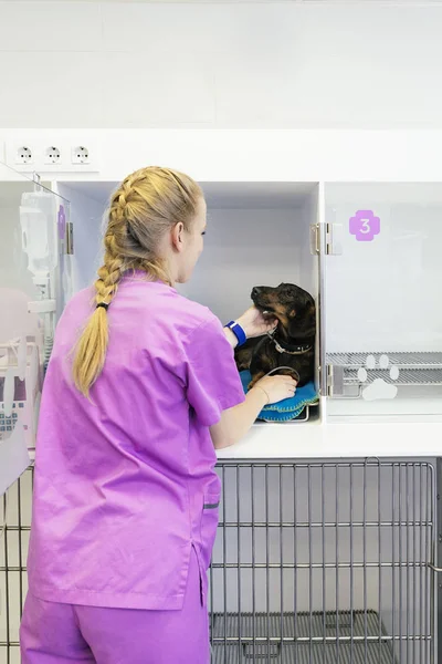 Veterinário médico abraçando um belo cão . — Fotografia de Stock