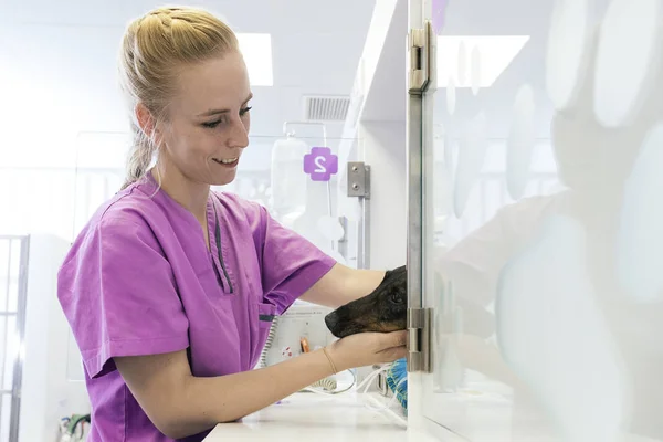 Médico veterinario abrazando a un hermoso perro . —  Fotos de Stock