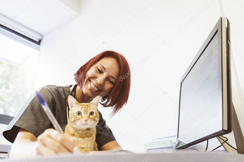 Veterinarian doctor is making a check up of a cute beautiful cat