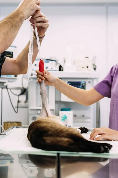 Команда хирургов оперирует в больнице маленькую кошечку . — стоковое фото