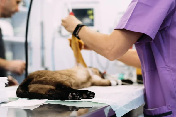 Cirujano Operando en el Hospital un pequeño gato . —  Fotos de Stock