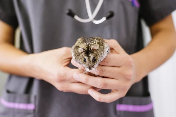 兽医医生正在做一张支票的一只小仓鼠. — 图库照片