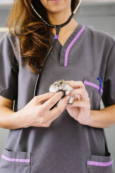 Médico veterinário está fazendo um check-up de um pequeno hamster . — Fotografia de Stock