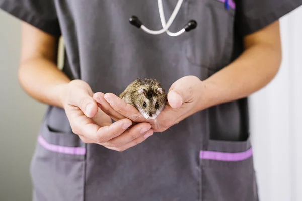 Médico veterinario está haciendo un chequeo de un pequeño hámster . —  Fotos de Stock