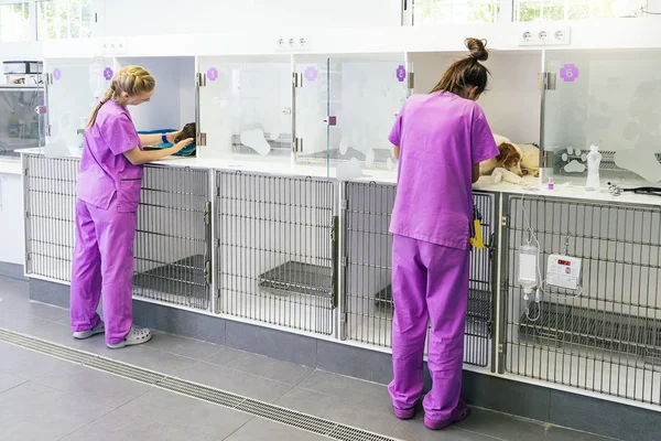 पशु चिकित्सक एक प्यारा बीमारी कुत्ते की जांच कर रहे हैं — स्टॉक फ़ोटो, इमेज