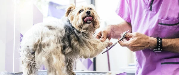 Cuidar de um cãozinho em um salão de cabeleireiro . — Fotografia de Stock