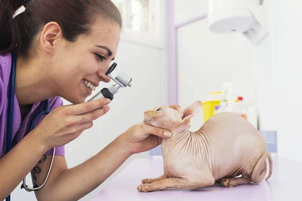 Veterinario médico está haciendo un chequeo de un lindo hermoso gato —  Fotos de Stock