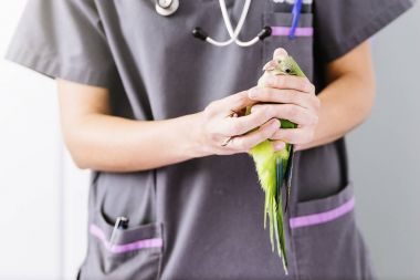 Veteriner Doktor bir onay bir kramer papağan uyduruyor.