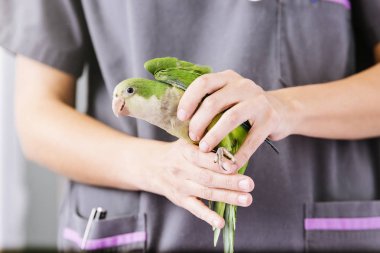 Veteriner Doktor bir onay bir kramer papağan uyduruyor.