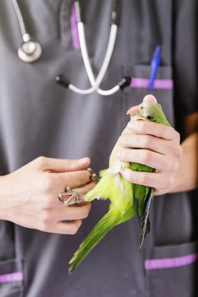 Médico veterinario está haciendo un chequeo de un loro kramer . — Foto de Stock