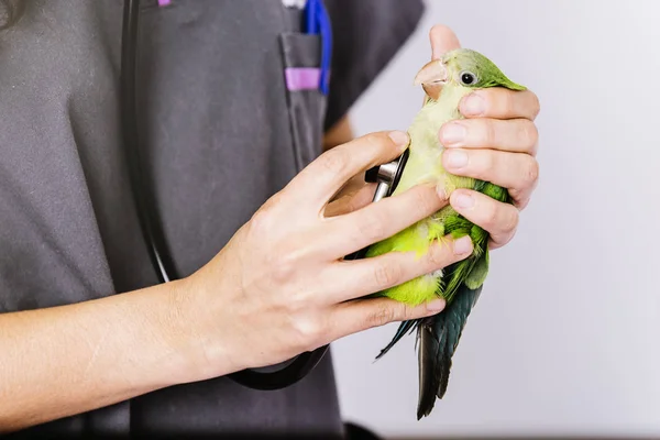 Il medico veterinario sta facendo un controllo su un pappagallo Kramer. . — Foto Stock