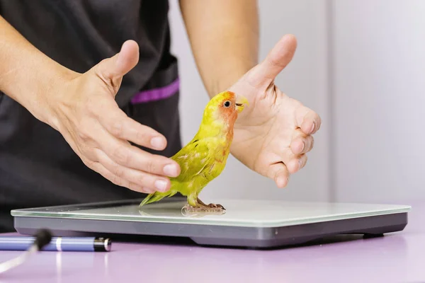 Tierärztin untersucht einen Kramer-Papagei. — Stockfoto