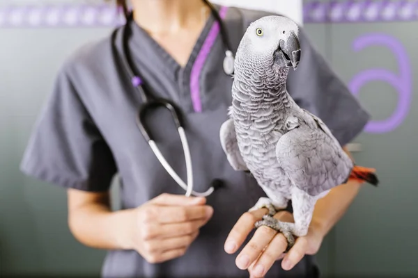 Veterinární lékař se tvořící šek papouška. — Stock fotografie