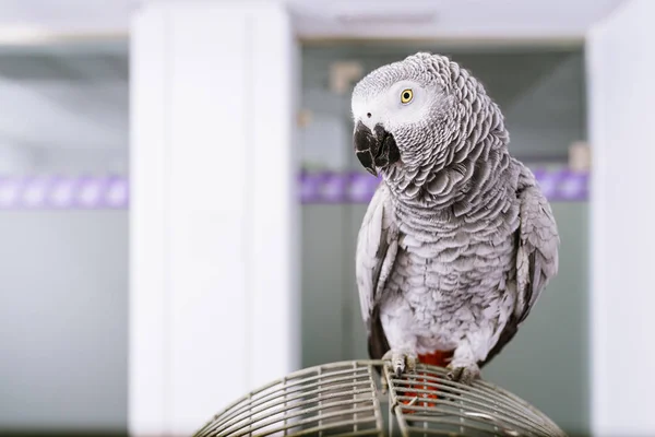 Ritratto di uccello pappagallo . — Foto Stock