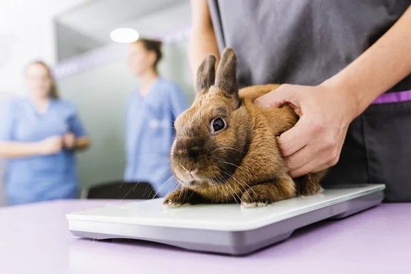 Médico veterinario está haciendo un chequeo de un conejo . —  Fotos de Stock