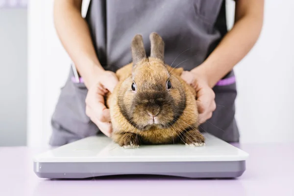 Médico veterinario está haciendo un chequeo de un conejo . —  Fotos de Stock
