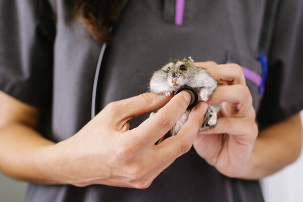 Veterinarian doctor is making a check up of a little hamster. Royalty Free Stock Photos
