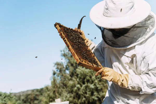 Bijenhouder werkt verzamelen honing. — Stockfoto