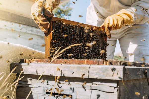 Beekeeper working collect honey.