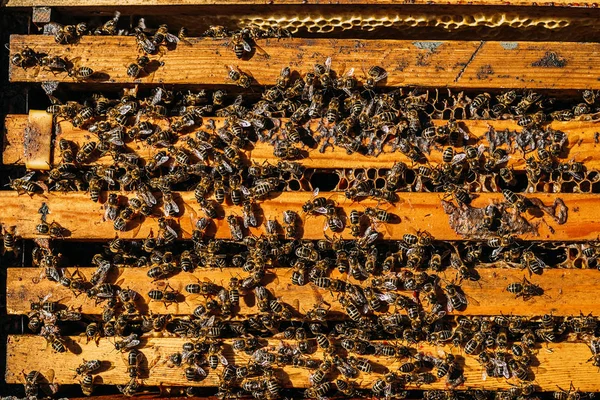 Крупный план пчел на сотах. — стоковое фото