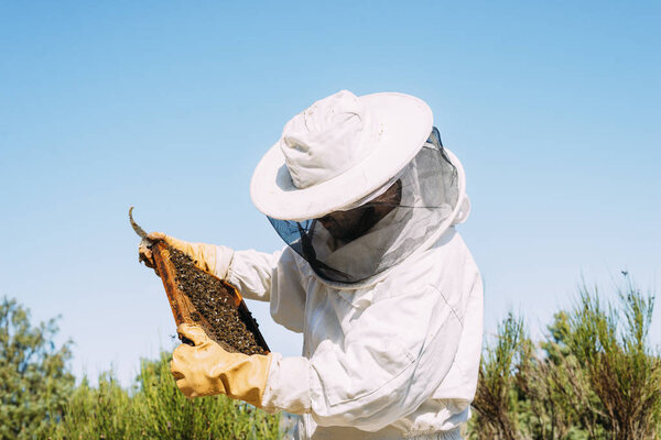 Beekeeper working collect honey.