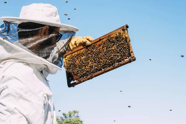 Μελισσοκόμος που εργάζεται συλλέγει μέλι. — Φωτογραφία Αρχείου