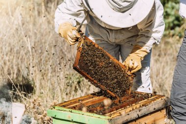 Beekeeper working collect honey. clipart