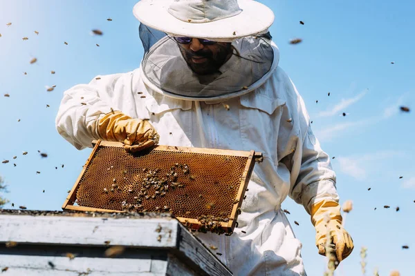 Biodlare som arbetar hämtar honung. — Stockfoto