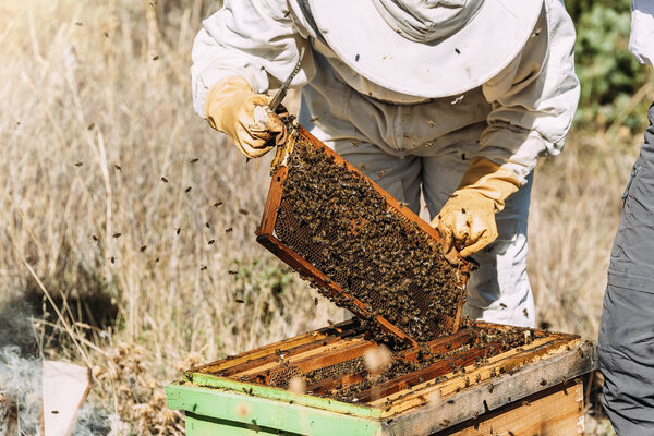 Beekeeper working collect honey.
