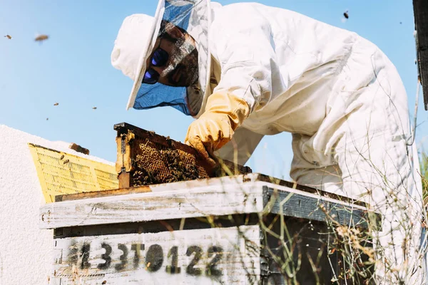 Biodlare som arbetar hämtar honung. — Stockfoto