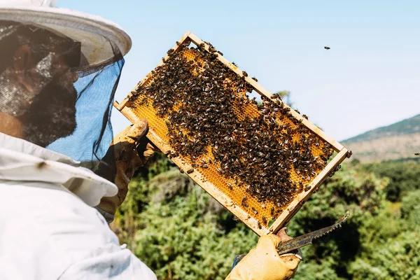 Bijenhouder werkt verzamelen honing. — Stockfoto