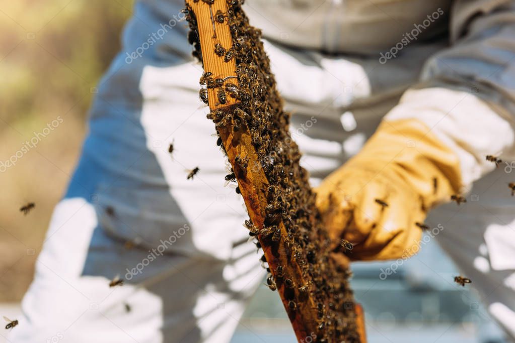 Beekeeper working collect honey.